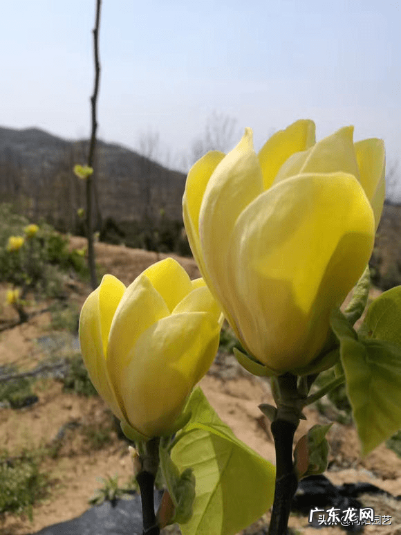 绿萝和富贵竹哪个好 富贵竹和绿萝哪个好