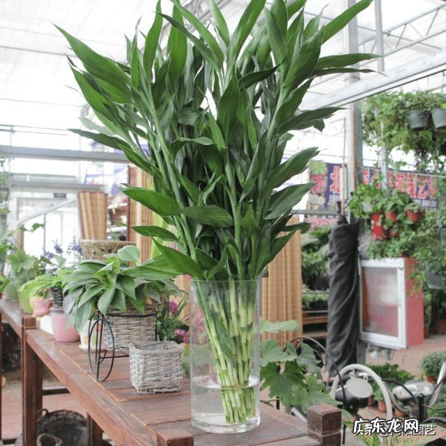 绿萝和富贵竹哪个好 富贵竹和绿萝哪个好