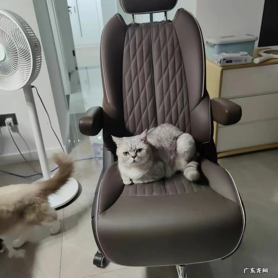 大众推出电动办公椅:时速达19公里,还有喇叭和安全带