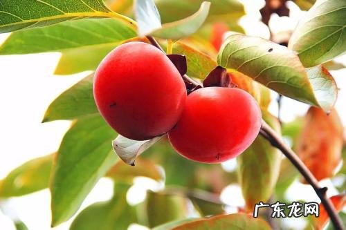 吃了柿子不可以吃什么食物 吃了柿子不能吃什么东西?