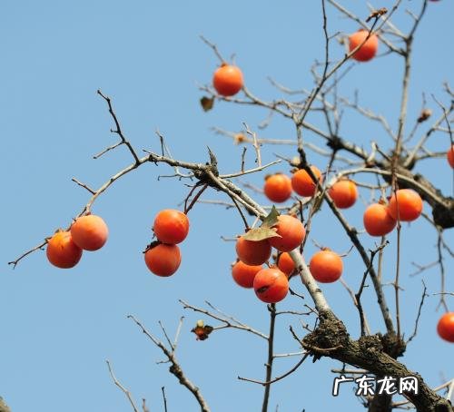 吃了柿子不可以吃什么食物 吃了柿子不能吃什么东西?