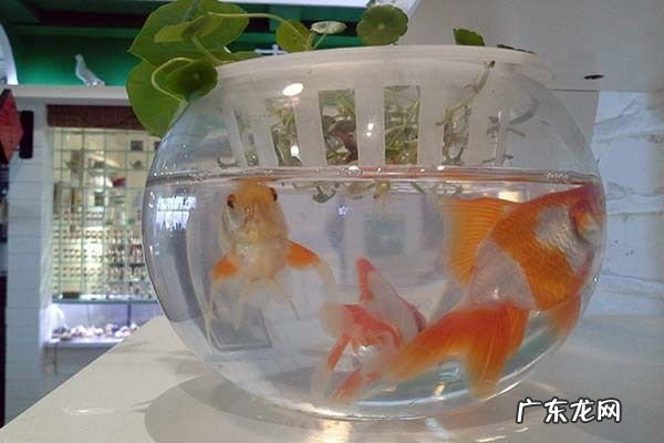 关于养鱼方面的书 书房养鱼风水