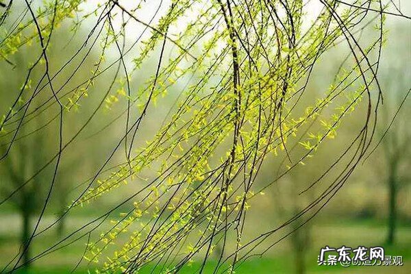 盆栽桃树的摆放风水 桃子风水起什么作用