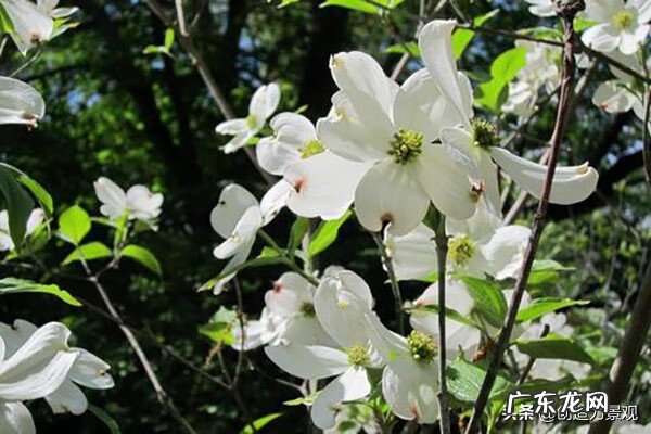 盆栽桃树的摆放风水 桃子风水起什么作用