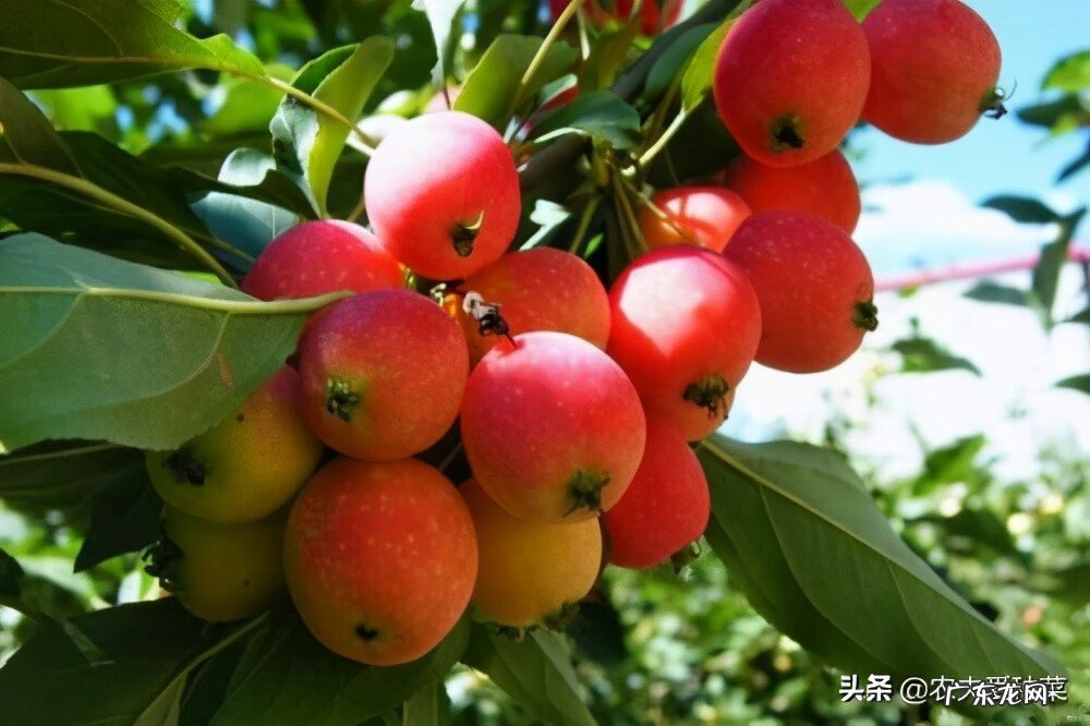 海棠树的风水方位 海棠果风水