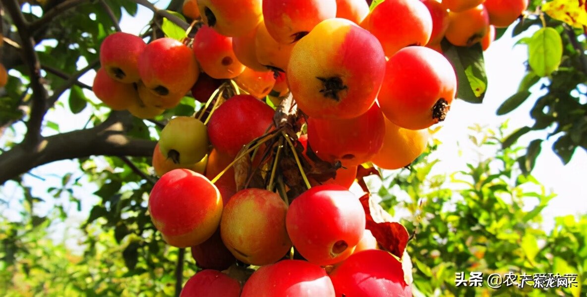 海棠树的风水方位 海棠果风水