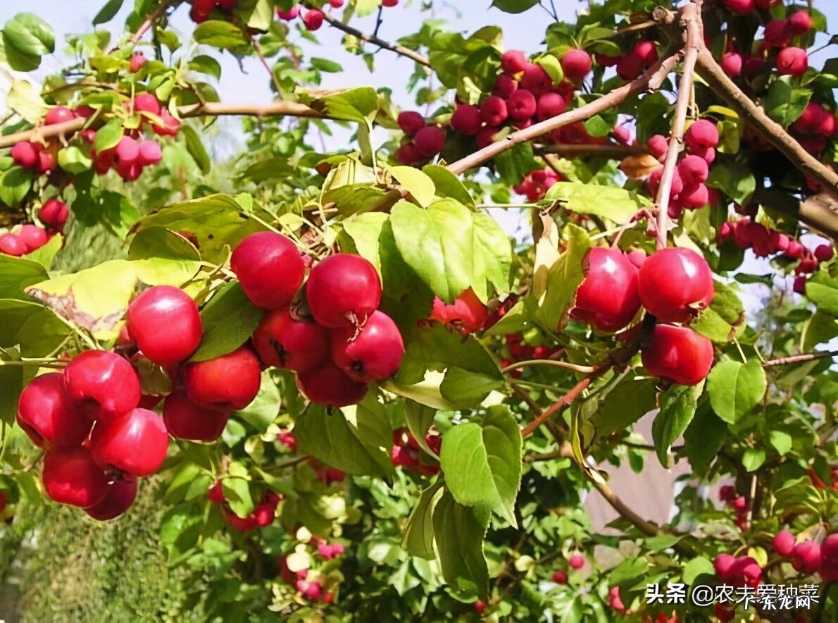 海棠树的风水方位 海棠果风水