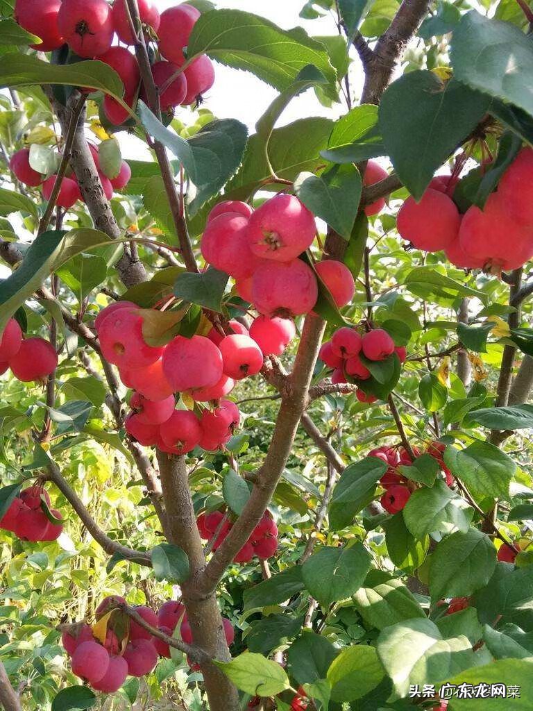 海棠树的风水方位 海棠果风水