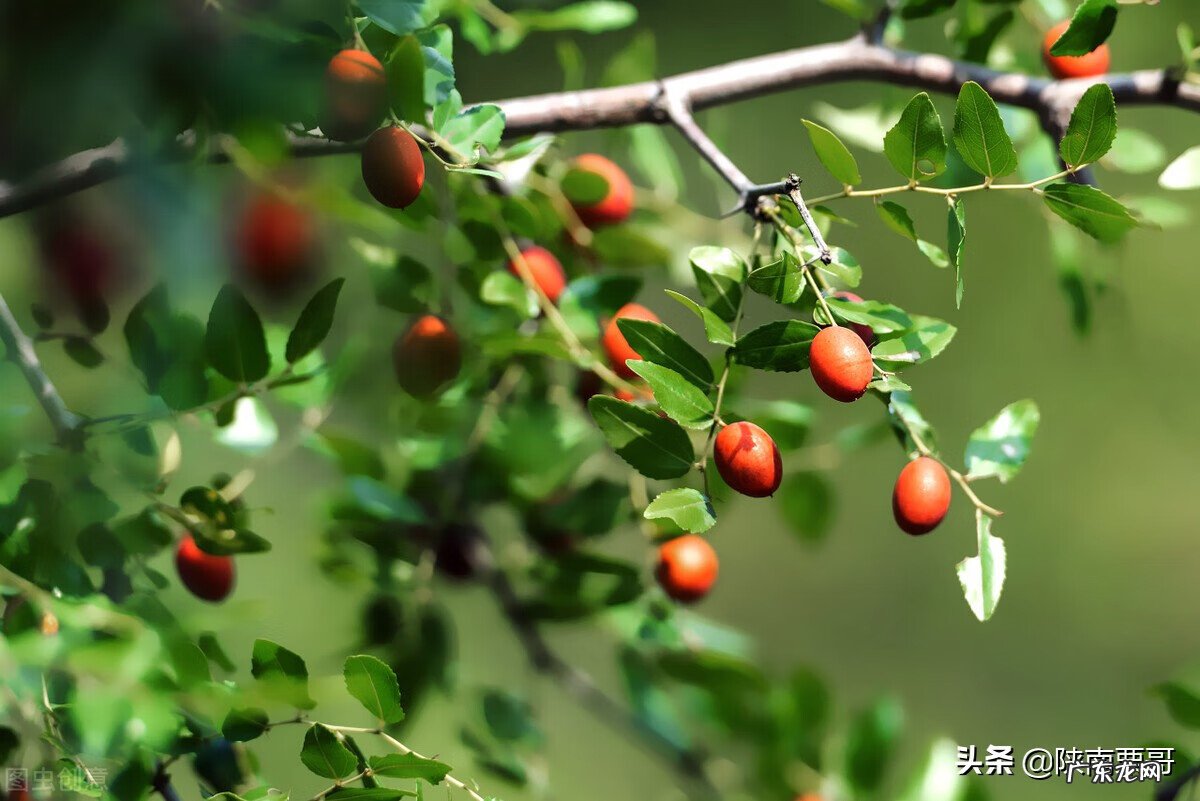进门看到树的风水 进门见树风水好吗