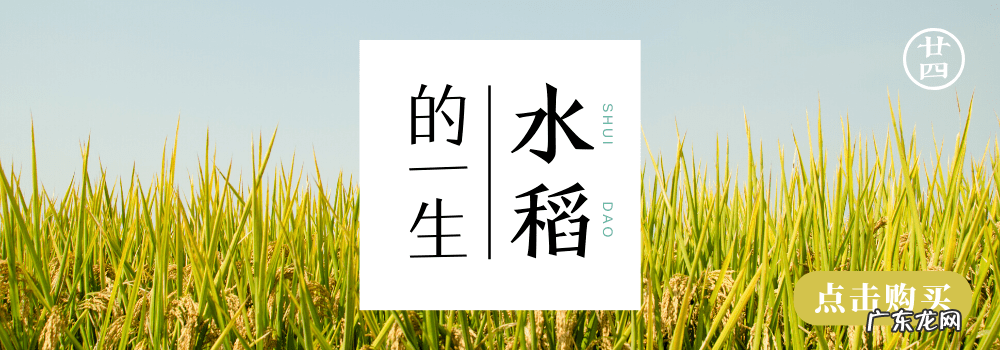 婴儿洗衣液哪种最安全 儿童洗衣液哪个牌子好