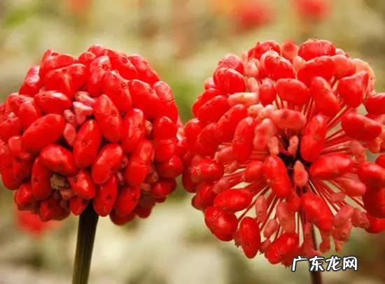 崩漏治好了一个月又复发 崩漏