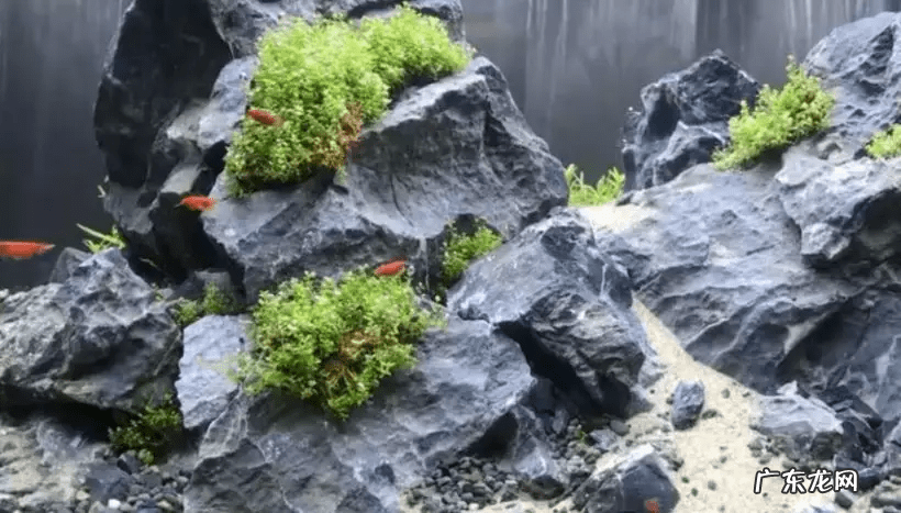 矮珍珠和迷你矮珍珠的区别 迷你矮珍珠造景