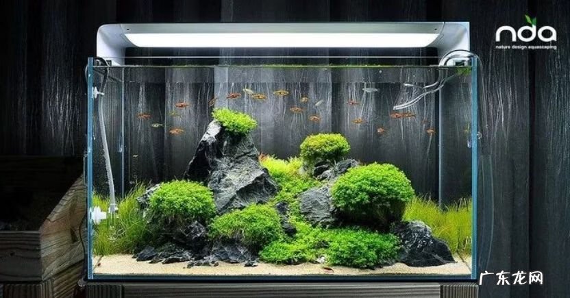 矮珍珠和迷你矮珍珠的区别 迷你矮珍珠造景