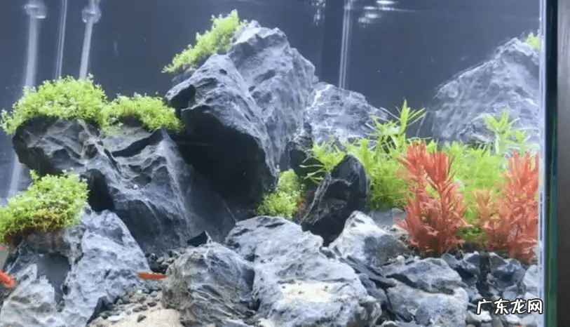 矮珍珠和迷你矮珍珠的区别 迷你矮珍珠造景