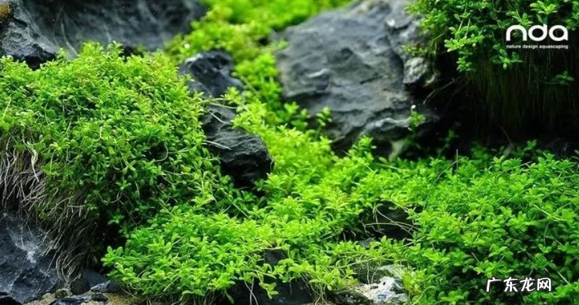 矮珍珠和迷你矮珍珠的区别 迷你矮珍珠造景