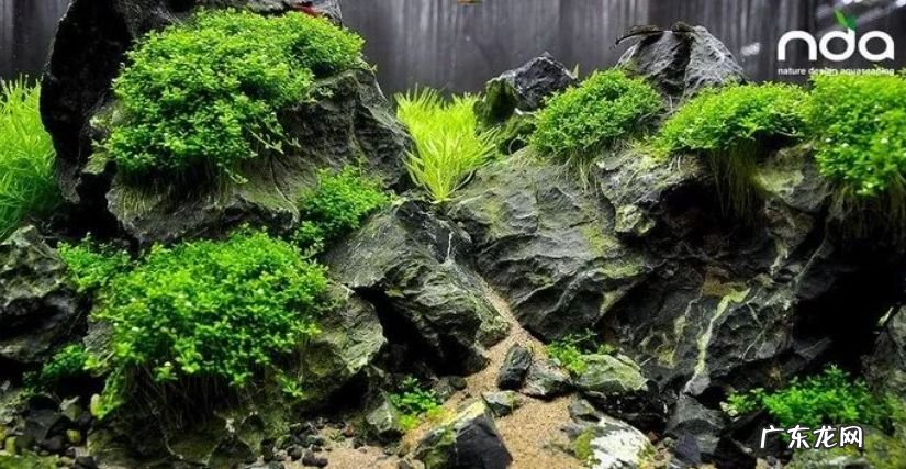 矮珍珠和迷你矮珍珠的区别 迷你矮珍珠造景