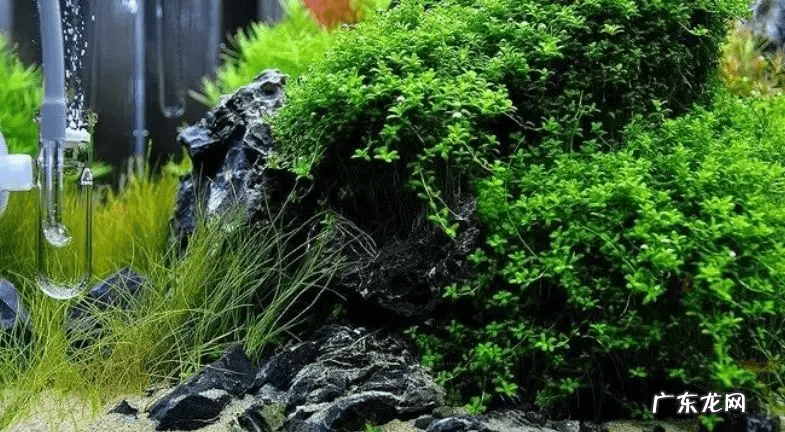 矮珍珠和迷你矮珍珠的区别 迷你矮珍珠造景