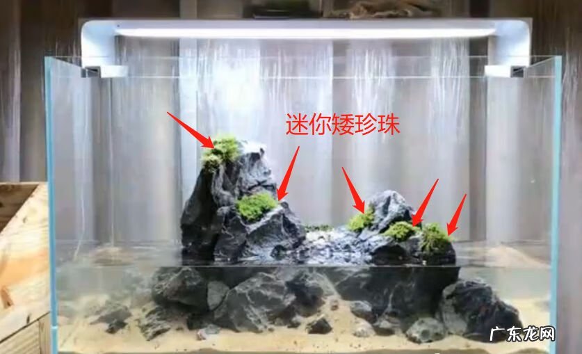 矮珍珠和迷你矮珍珠的区别 迷你矮珍珠造景