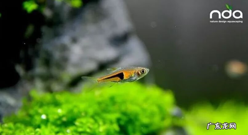 矮珍珠和迷你矮珍珠的区别 迷你矮珍珠造景