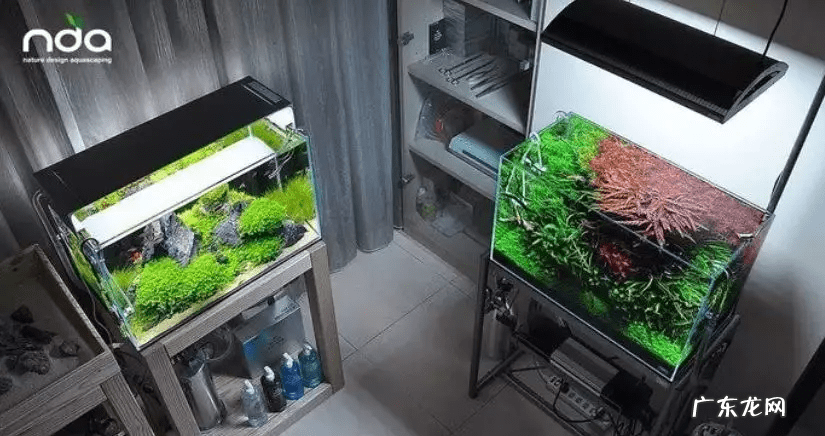 矮珍珠和迷你矮珍珠的区别 迷你矮珍珠造景