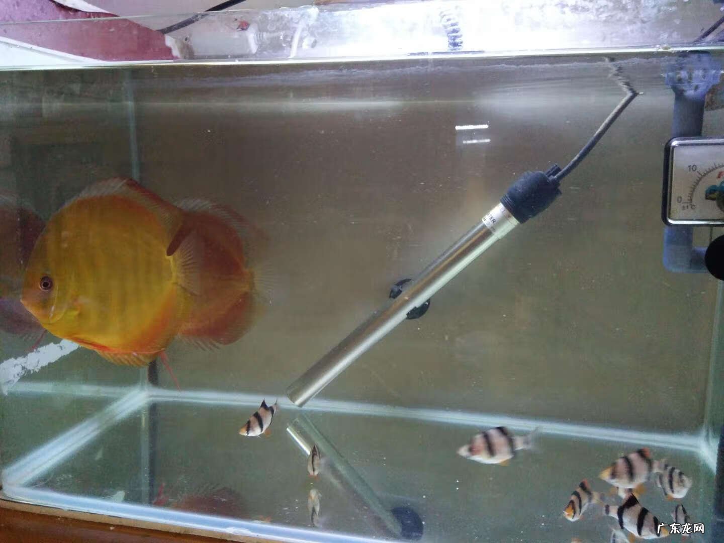 曼龙鱼是风水鱼吗 曼龙鱼风水作用