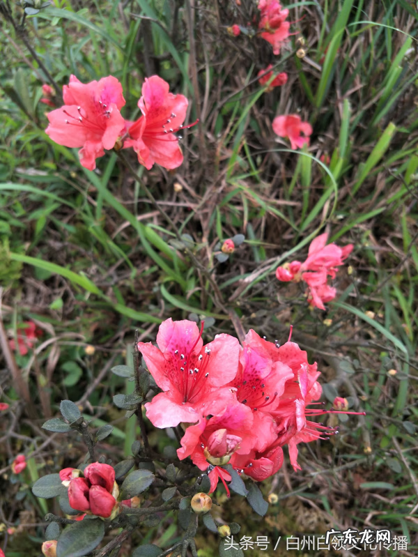 梧州有个什么强看风水的 梧州市风水