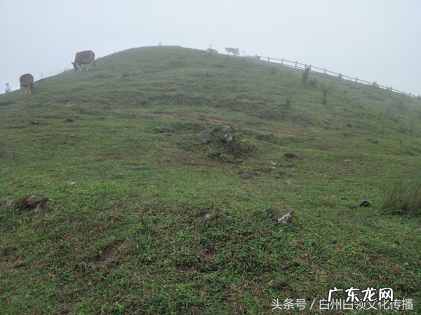 梧州有个什么强看风水的 梧州市风水