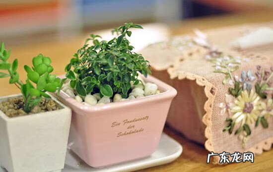 龙狗牛羊代表什么 风水中的龙牛羊狗