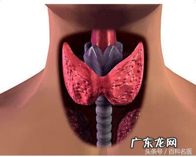 甲状腺激素偏高怎么回事 甲状腺激素检查
