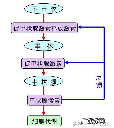 甲状腺激素偏高怎么回事 甲状腺激素检查