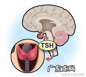 甲状腺激素偏高怎么回事 甲状腺激素检查