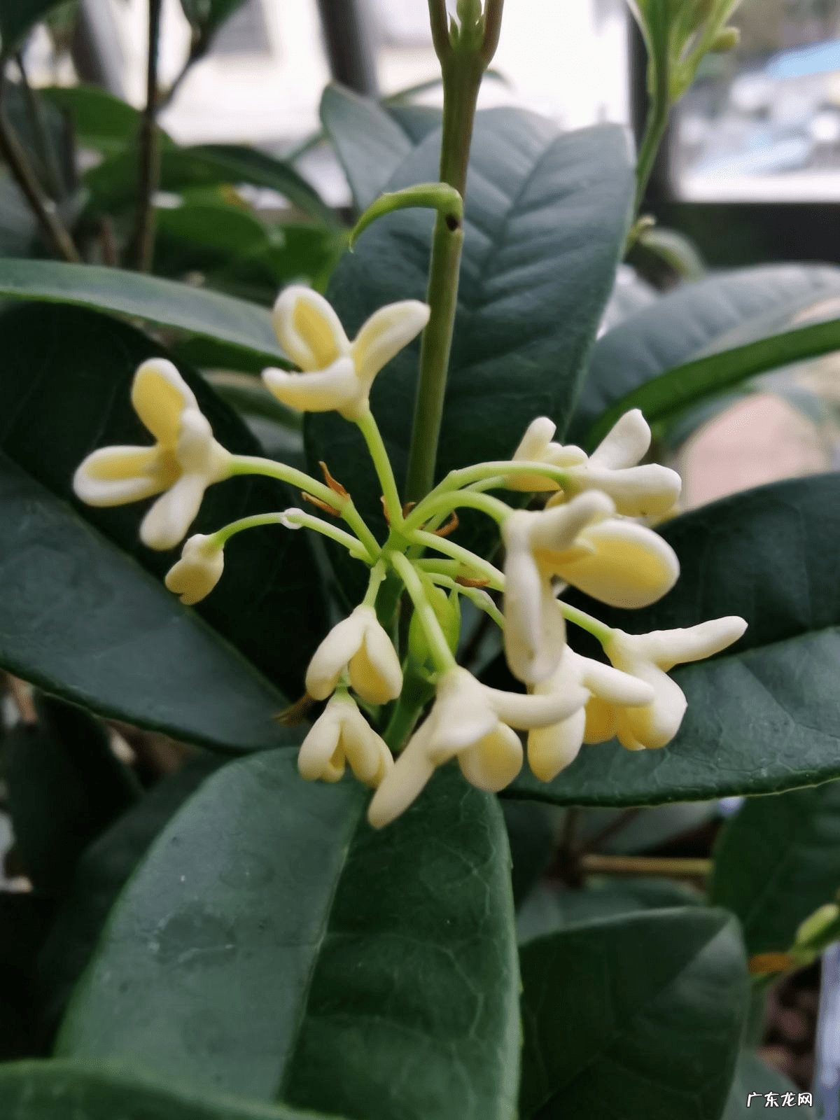 桂花树种植方位风水 种桂花风水好吗