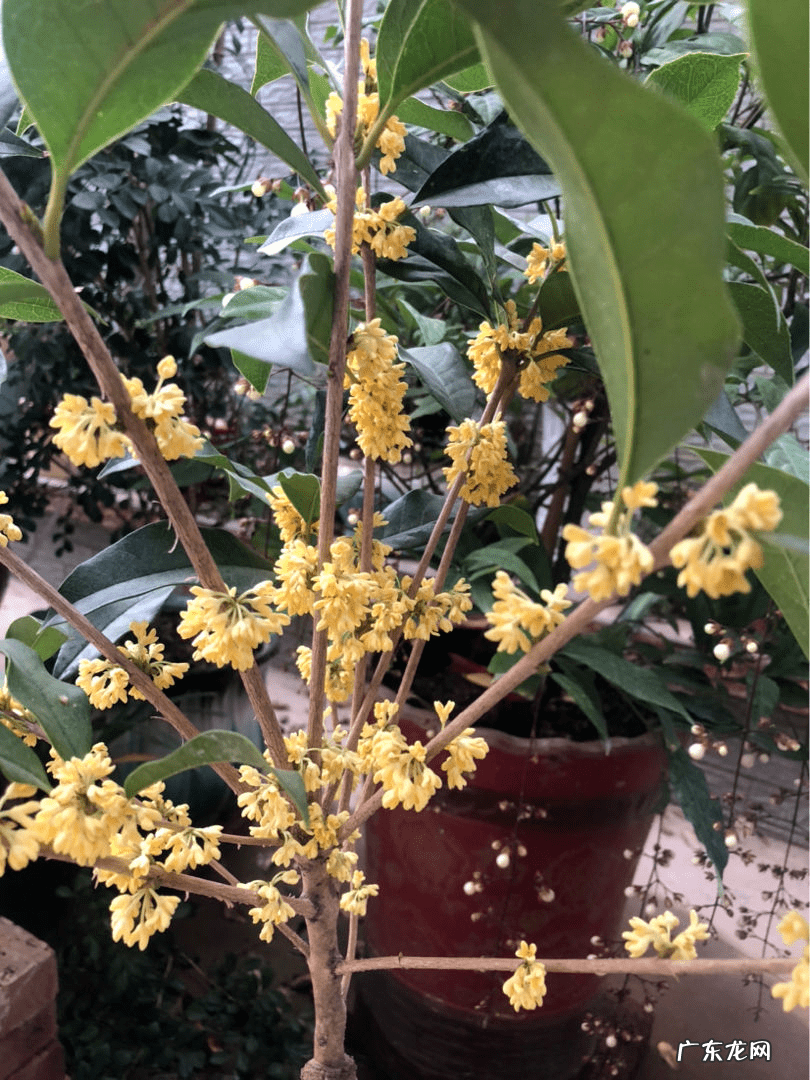 桂花树种植方位风水 种桂花风水好吗