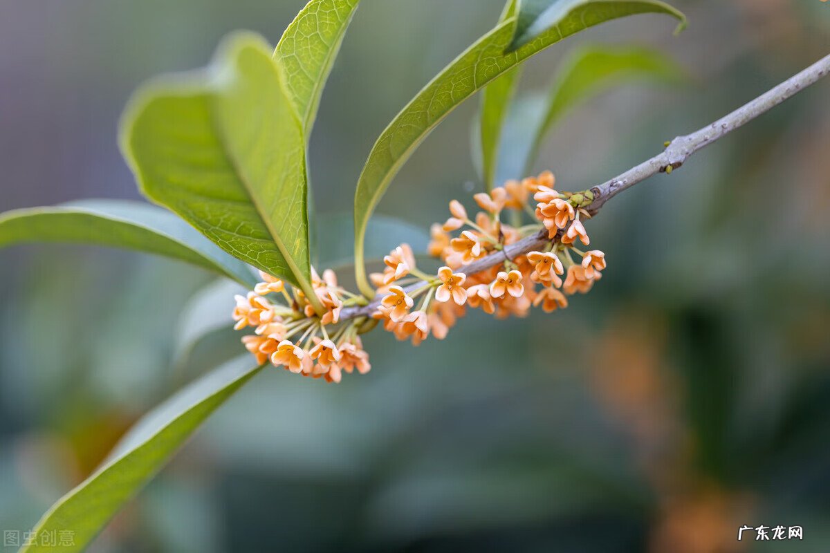 桂花树种植方位风水 种桂花风水好吗