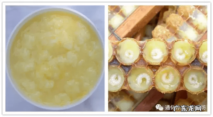 人参蜂王浆哪个牌子好 人参蜂王浆的功效与作用