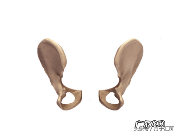 耻骨分离图片 耻骨分离什么意思