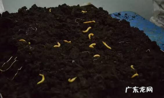 十大暴利养殖 虫草养殖公司