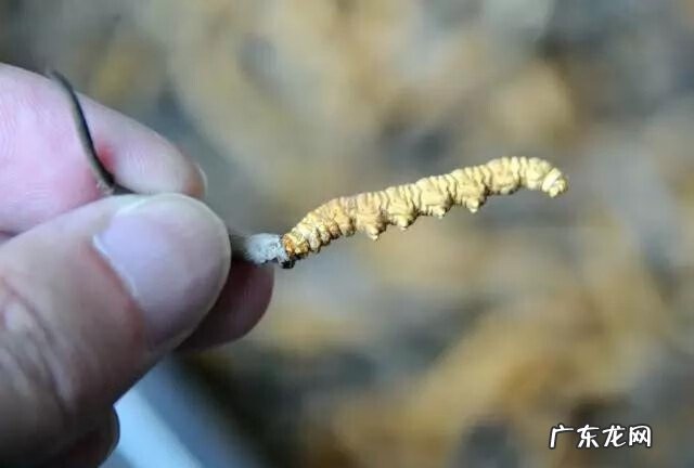 十大暴利养殖 虫草养殖公司