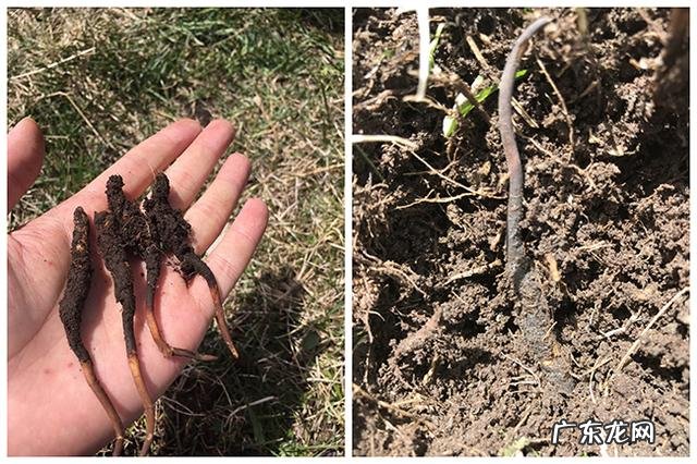 十大暴利养殖 虫草养殖公司