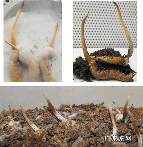 十大暴利养殖 虫草养殖公司