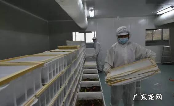 十大暴利养殖 虫草养殖公司