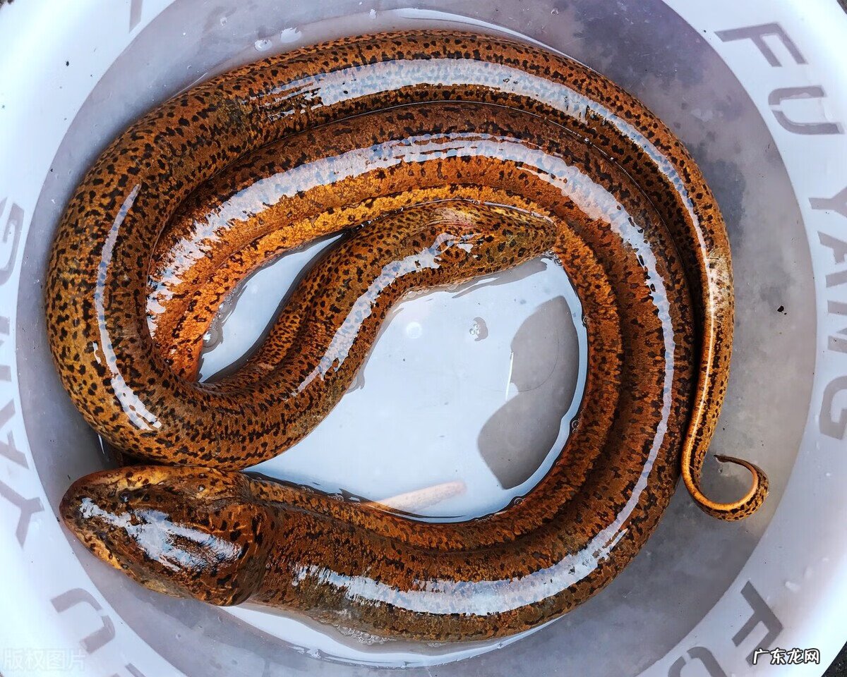 庭院鱼池什么形状最佳 手掌形渔池风水