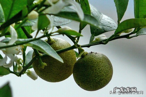 棕树叶的功效与坏处 棕树的风水作用