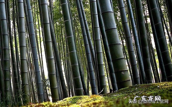 棕树叶的功效与坏处 棕树的风水作用