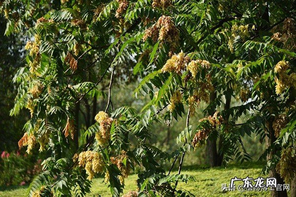棕树叶的功效与坏处 棕树的风水作用