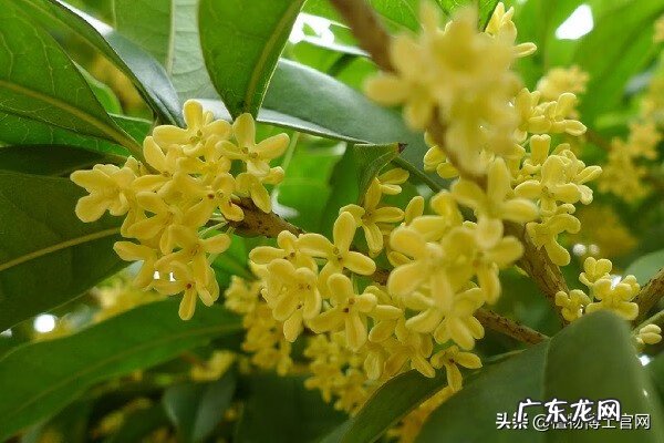 棕树叶的功效与坏处 棕树的风水作用