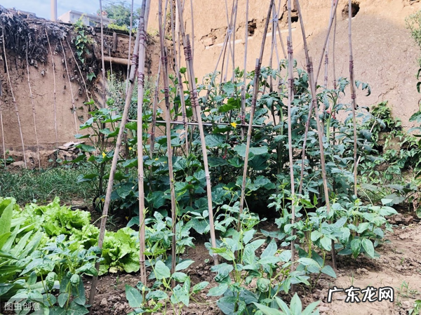 韭菜在风水上起到啥作用 韭菜种在家里风水如何