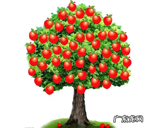 苹果的作用和营养价值 苹果的营养价值及功效