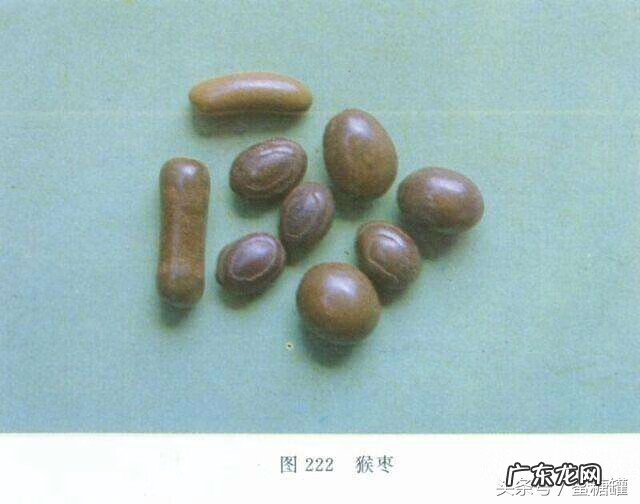 猴枣散有什么功效 猴枣散的作用是什么