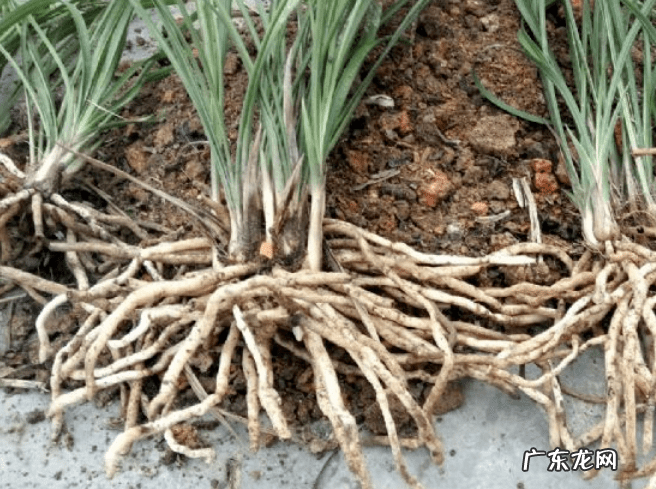 大门口放石球好不好 煤球放在正中楼上风水好不好